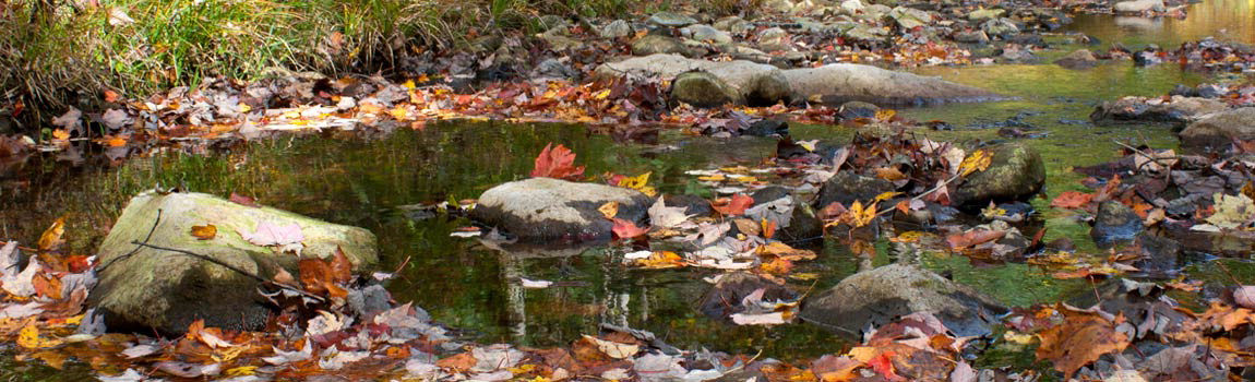 Autumn leaves fall into a stream and seeon will be food for macroinvertebrates at Parker Dam State Park, Pennsylvania.